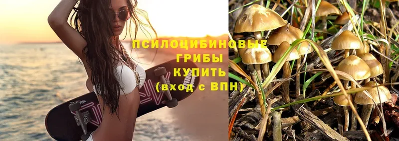 Псилоцибиновые грибы Psilocybe  Карабулак 